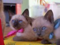 /album/fotogalerie-vorherige-kitten/geschwister-2009-jpg/